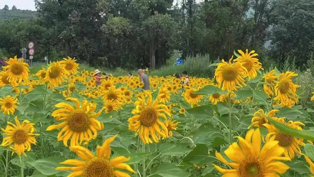 8月西昌花海添新景，成朋友圈打卡热门地！插图5