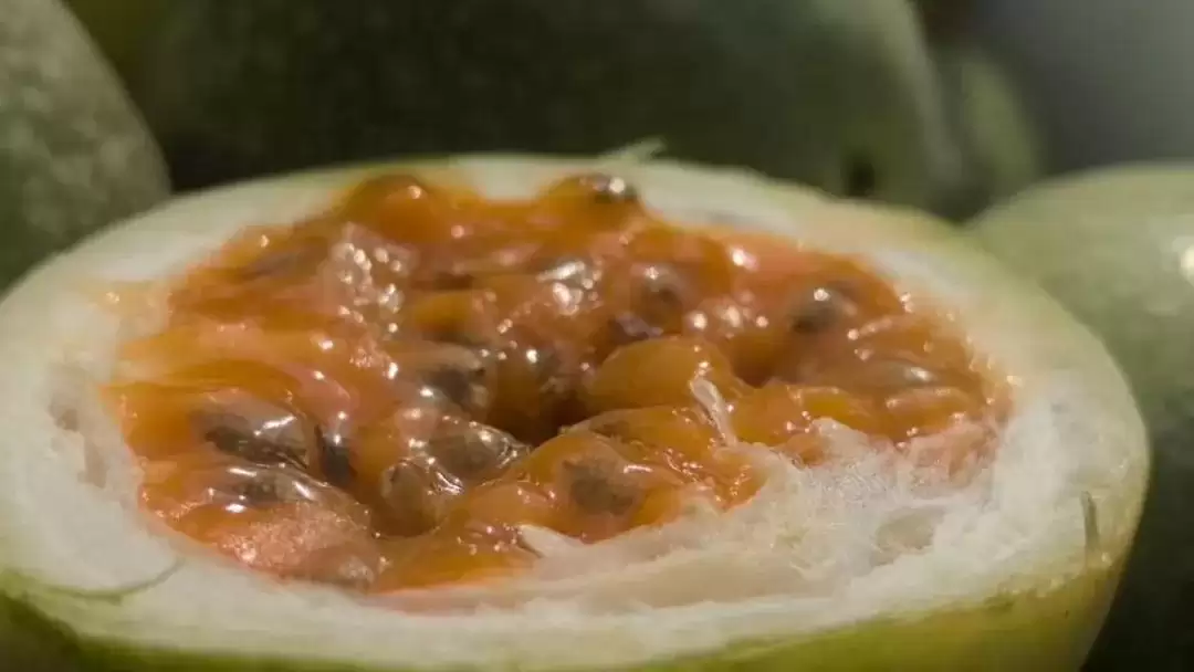 西昌海南街道百香果丰收，40亩果园甜到游客心间！插图5