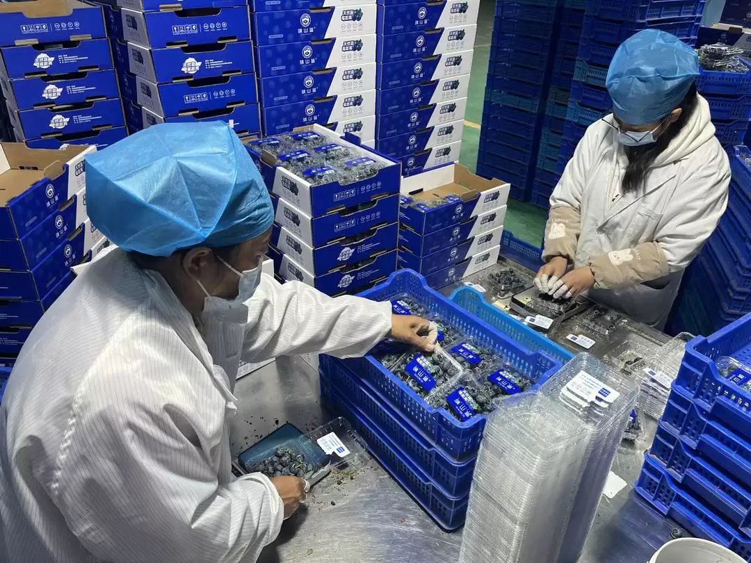 会东县特色农业蓬勃发展:蓝莓与华山松成致富“金果果”插图4 会东县特色农业蓬勃发展:蓝莓与华山松成致富“金果果”插图4