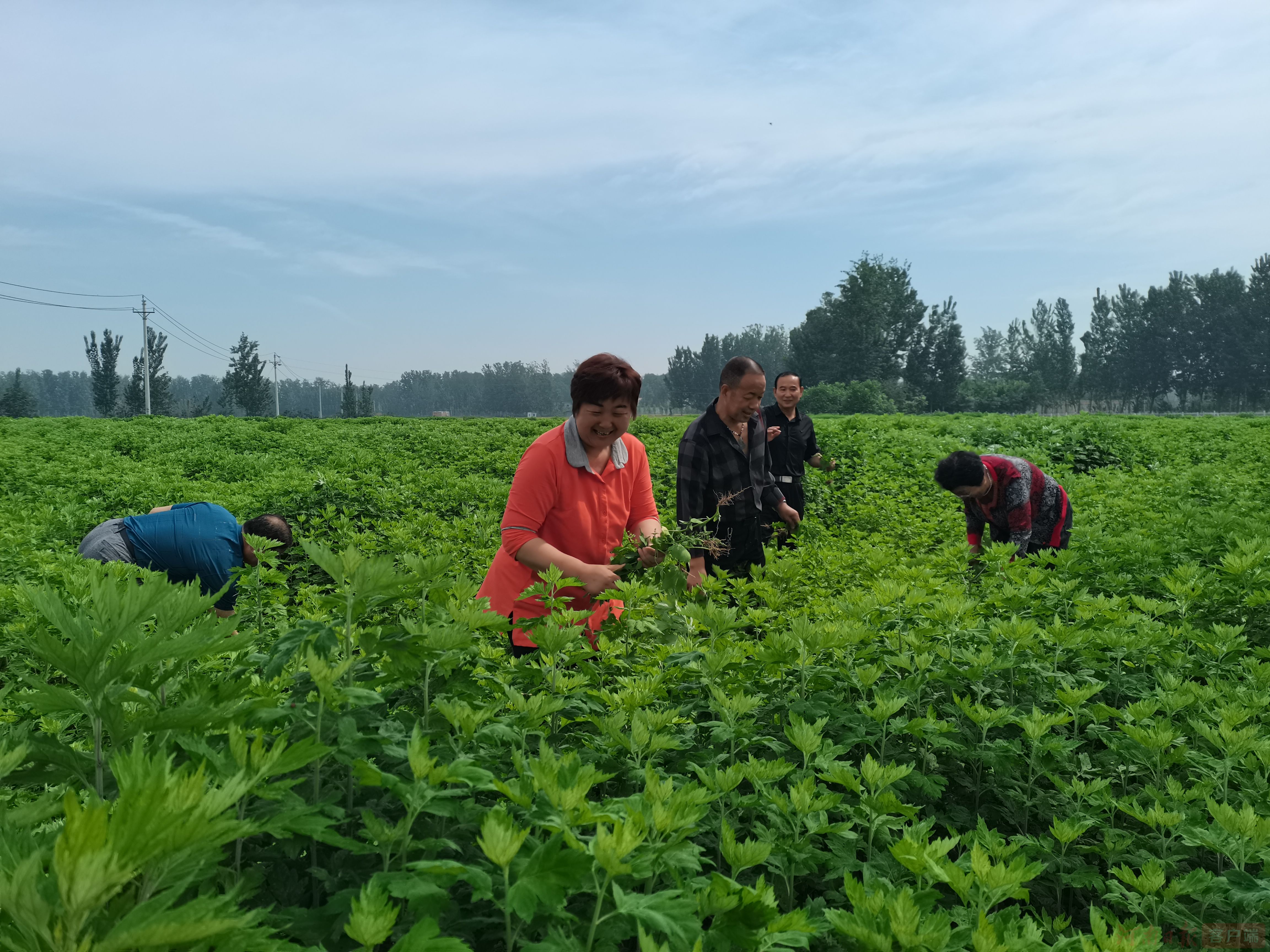 种植艾蒿的流程是怎样的, 简述一下?插图1