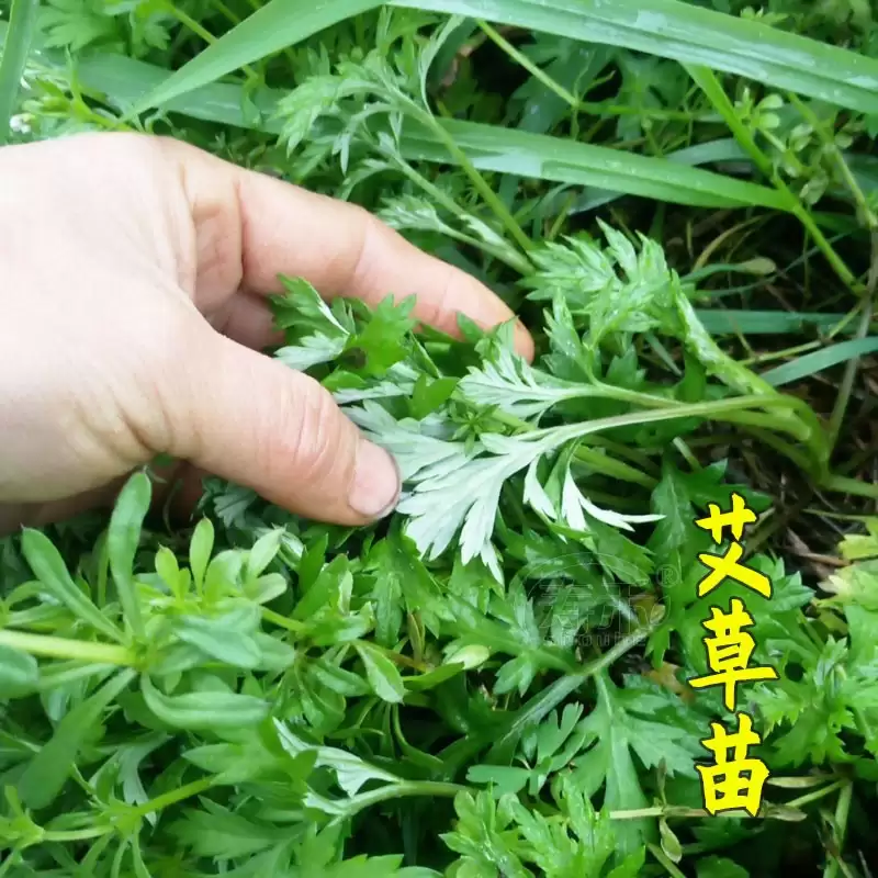 艾蒿可以种植吗, 需要什么条件?插图1 艾蒿可以种植吗, 需要什么条件?插图1