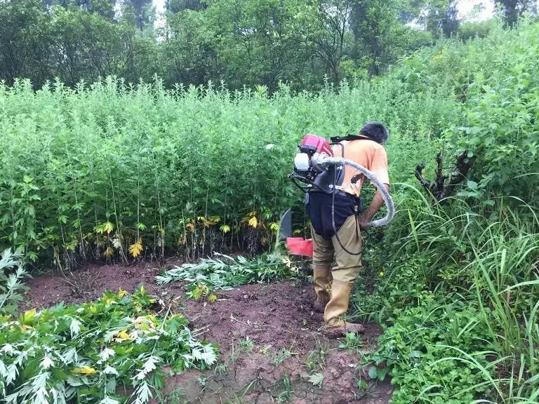 种植艾蒿的步骤是什么, 详解一下?插图2