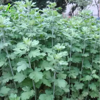 艾蒿有几种类型, 如何开始种植艾蒿?-会东网