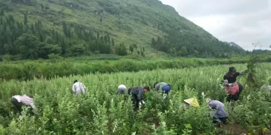 种植艾蒿的步骤是什么, 详解一下?-会东网