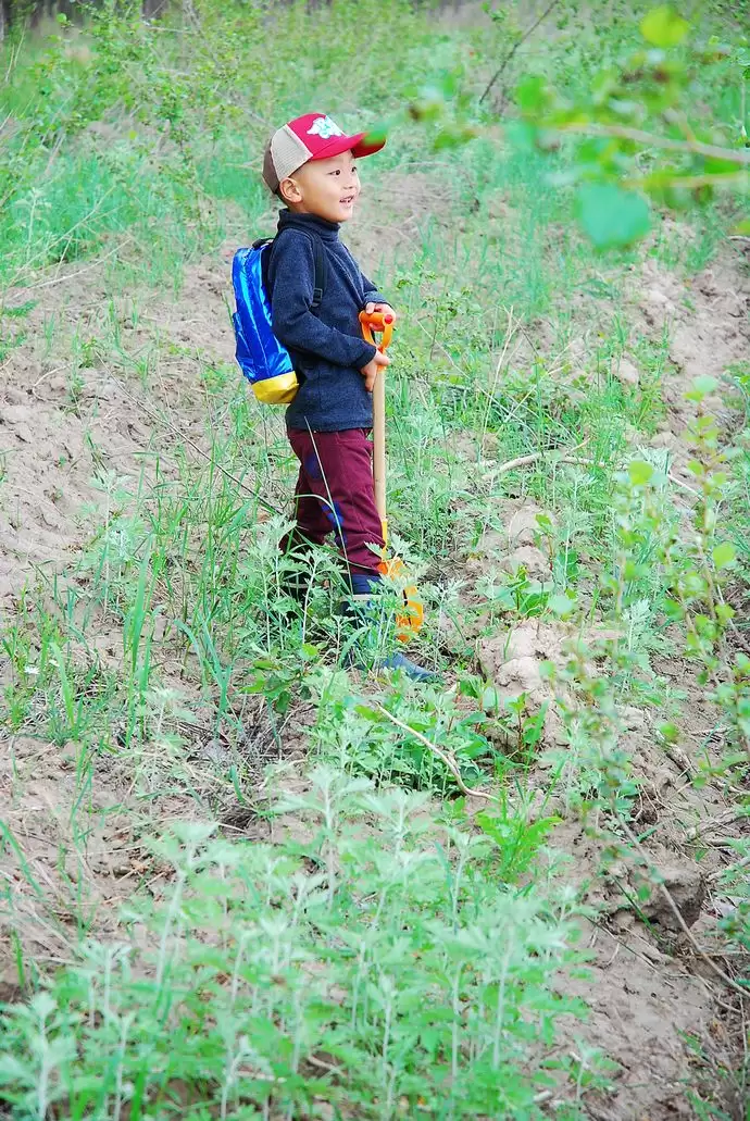 种植艾蒿的流程是怎样的, 简述一下?插图5