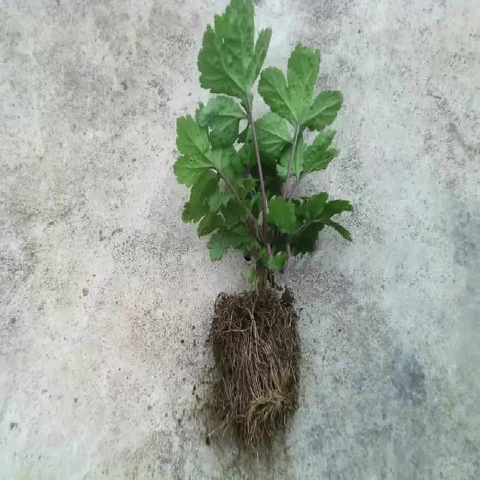 种植艾蒿的流程是怎样的, 简述一下?-会东网