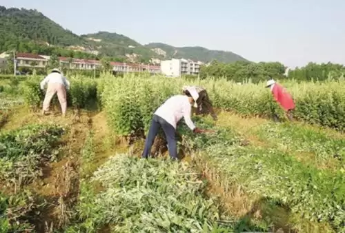 艾蒿种植方法是什么, 如何操作?-会东网