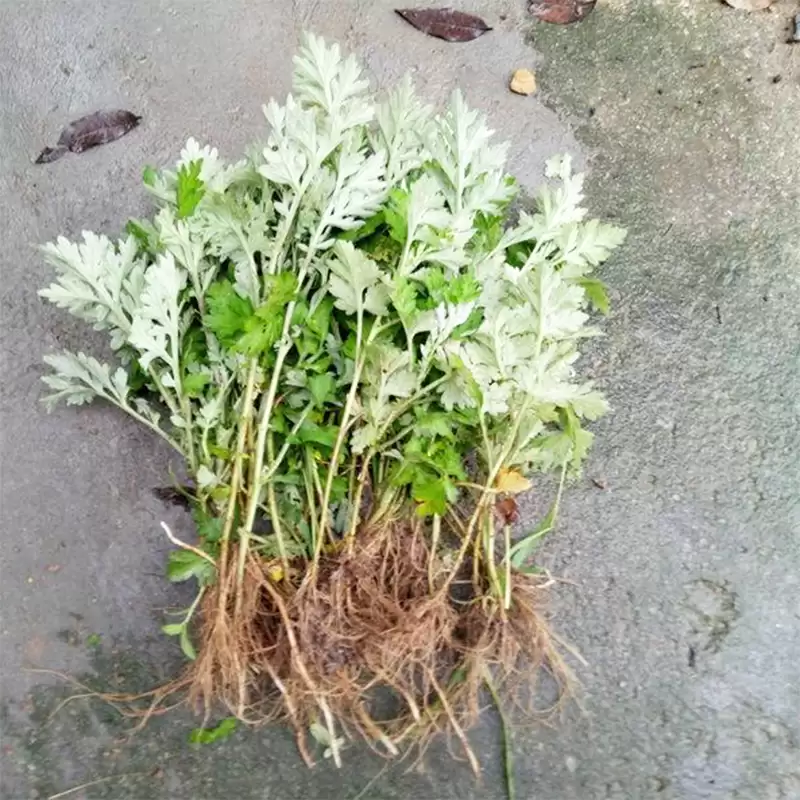 种植艾蒿的流程是怎样的, 简述一下?插图2