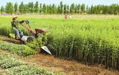 种植艾蒿的流程是怎样的, 简述一下?插图4