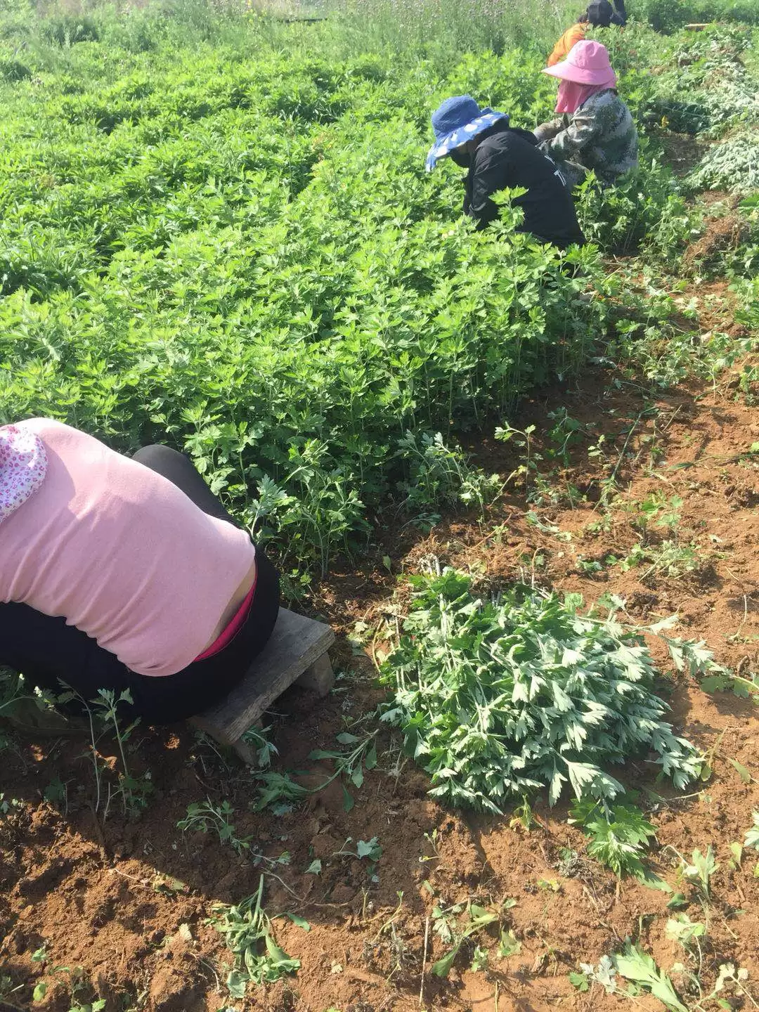 种植艾蒿的流程是怎样的, 简述一下?插图3