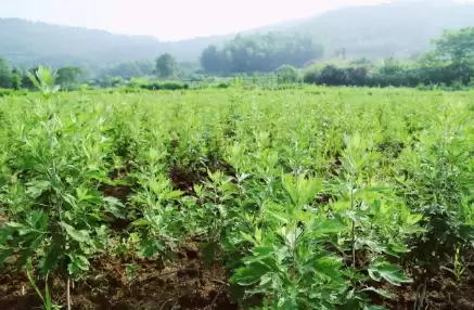 艾蒿种子如何获取, 种植有何技巧?插图1 艾蒿种子如何获取, 种植有何技巧?插图1