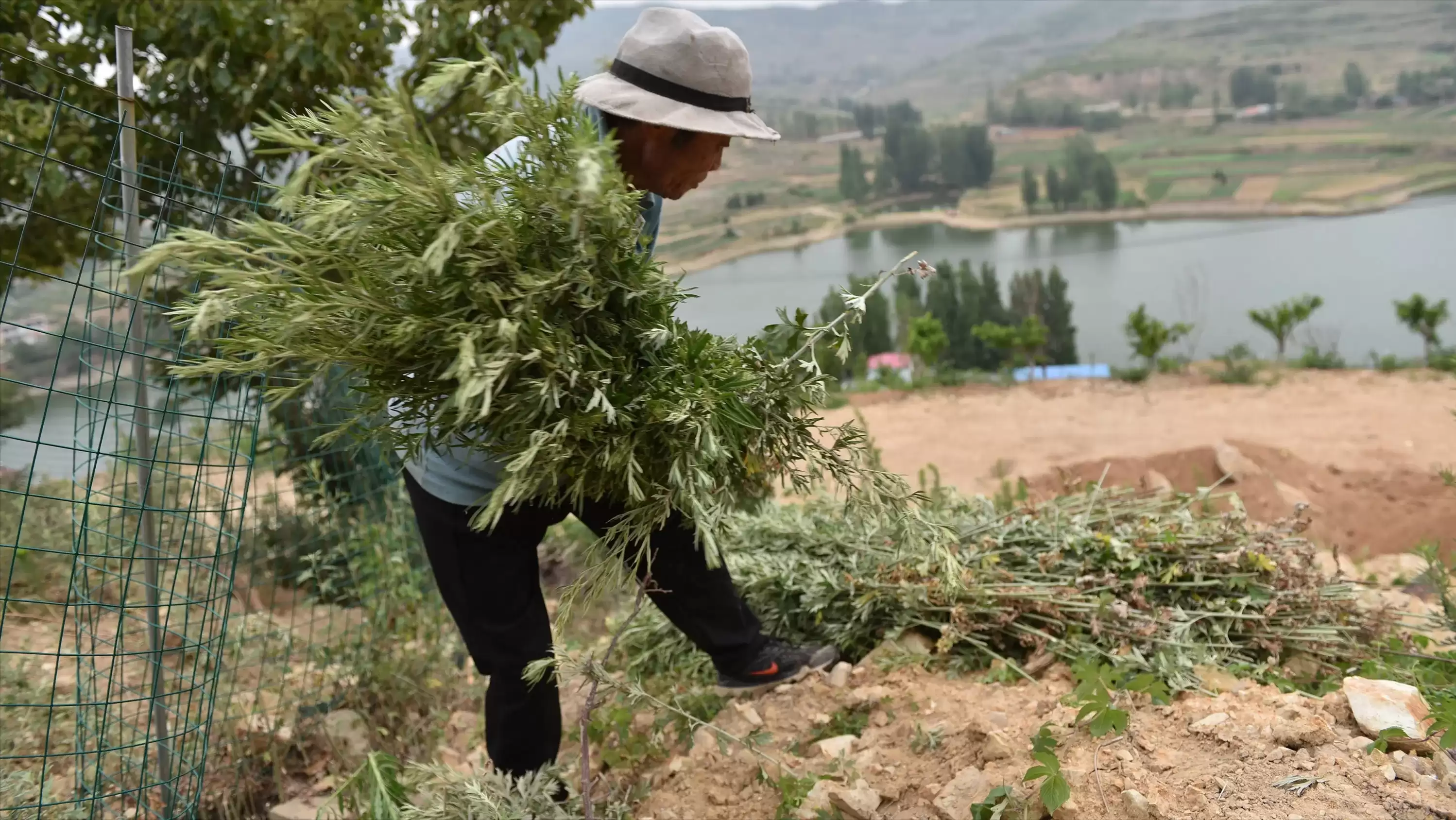 艾蒿有几种类型, 如何开始种植艾蒿?插图2 艾蒿有几种类型, 如何开始种植艾蒿?插图2