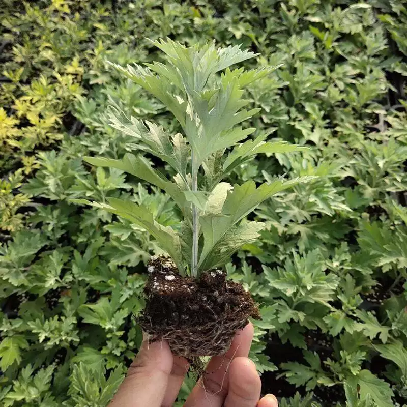 艾蒿种植方法是什么, 如何操作?插图1