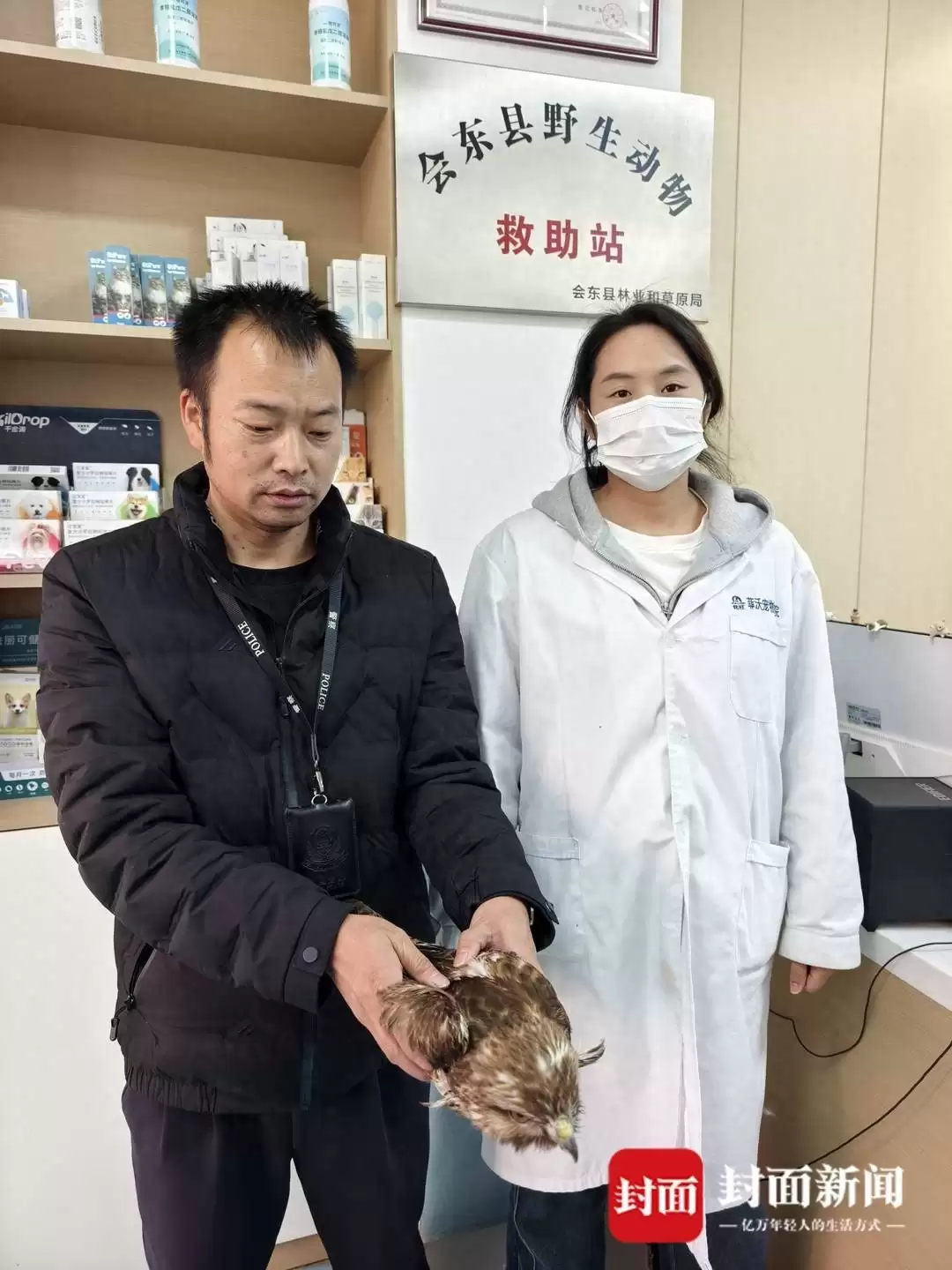 会东县市民救助受伤红尾鵟,国家二级保护动物获救插图 会东县市民救助受伤红尾鵟,国家二级保护动物获救插图