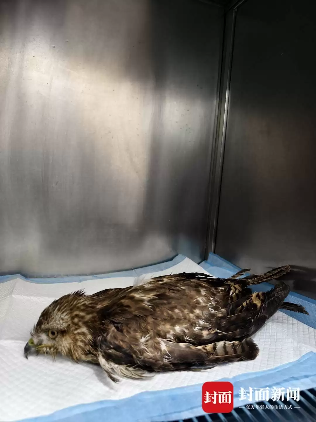 会东县市民救助受伤红尾鵟,国家二级保护动物获救插图1 会东县市民救助受伤红尾鵟,国家二级保护动物获救插图1