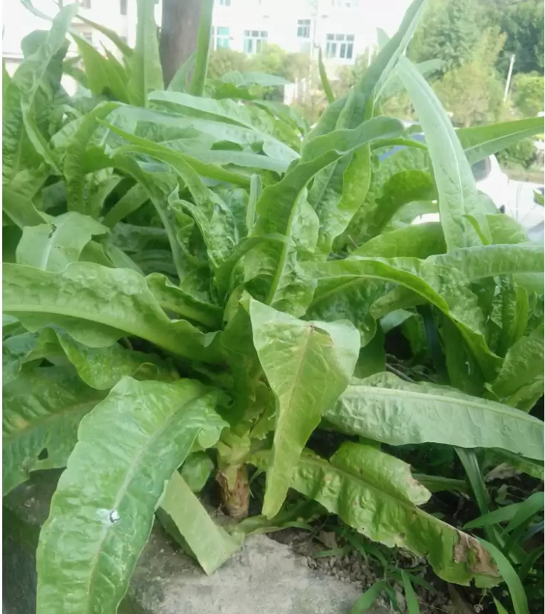 立春蔬菜(立春时节的蔬菜)?-会东网