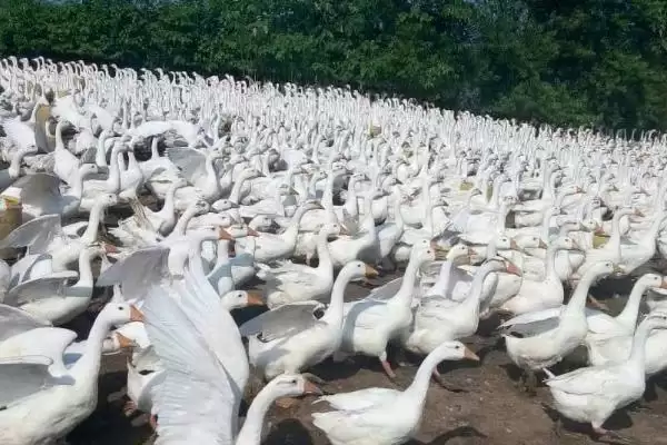 鹅食用植物限制 (鹅是否不能吃臭椿叶等植物)插图6
