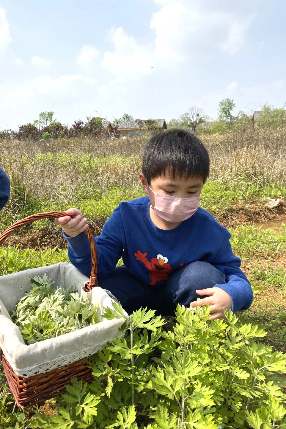 艾蒿种植方法详解, 初学者必看?插图6