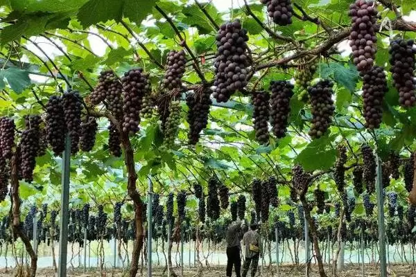 葡萄成熟时间段 (葡萄成熟期是否约在 7 – 10 月)插图3