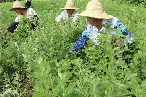 艾蒿种植方法详解, 初学者必看?插图4