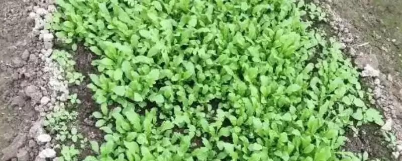 种植野菜利润因素 (种植野菜利润是否因品种等而异)-会东网