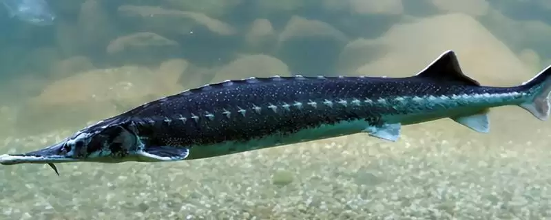 鲟鳇鱼和中华鲟差异 (鲟鳇鱼和中华鲟在珍稀度与鳃盖膜方面是否存在区别)插图 鲟鳇鱼和中华鲟差异 (鲟鳇鱼和中华鲟在珍稀度与鳃盖膜方面是否存在区别)插图