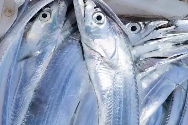 常见深海鱼种类列举 (常见深海鱼是否有带鱼等)插图1