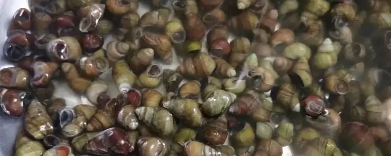 好吃淡水螺品种列举 (好吃淡水螺是否有田螺等品种)插图 好吃淡水螺品种列举 (好吃淡水螺是否有田螺等品种)插图