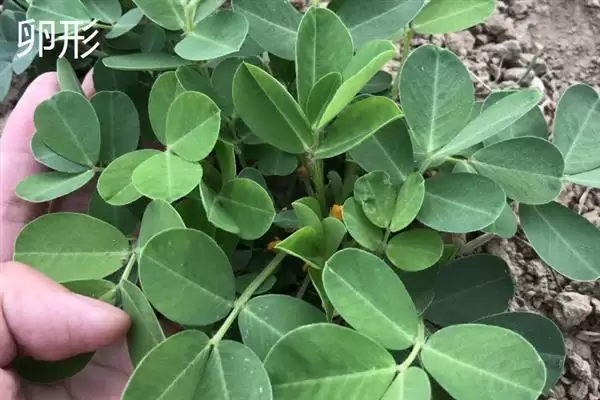 树叶常见颜色种类 (树叶常见颜色是否有绿、金黄、红等)插图11