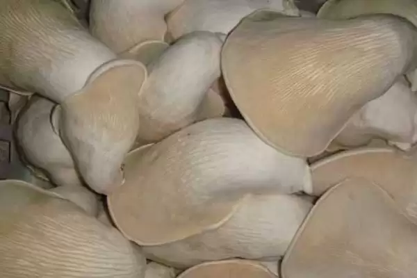 平山特产介绍 (平山特产是否有白灵菇等)插图1