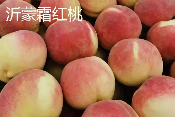 金秋红蜜桃等成熟时间 (金秋红蜜桃等桃子是否在 10 月成熟)插图4