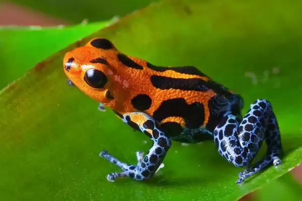 幽灵箭毒蛙物种分类 (幽灵箭毒蛙是否属于箭毒蛙科两栖动物)插图5 幽灵箭毒蛙物种分类 (幽灵箭毒蛙是否属于箭毒蛙科两栖动物)插图5