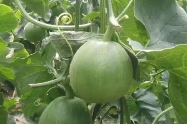 常见好吃水果列举 (常见好吃水果是否有丑橘等)插图9