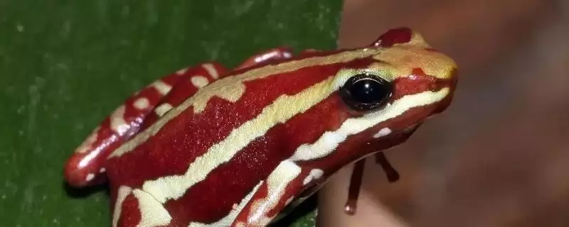 幽灵箭毒蛙物种分类 (幽灵箭毒蛙是否属于箭毒蛙科两栖动物)-会东网