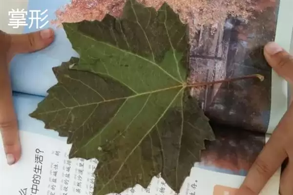 树叶常见颜色种类 (树叶常见颜色是否有绿、金黄、红等)插图7