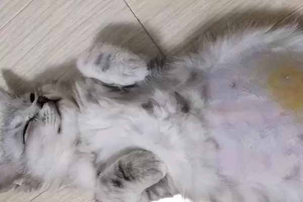 猫传腹初期症状表现 (猫传腹初期是否表现为食欲不佳、体重下降)插图2