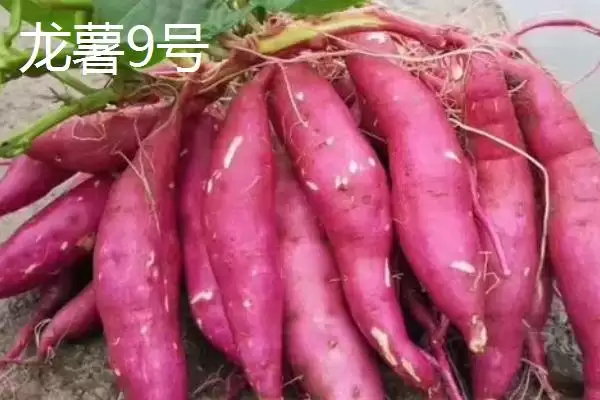 苏薯 8 号平均产量 (苏薯 8 号平均产量是否为 8500 斤)插图2