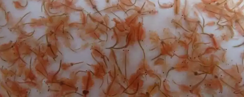 丰年虾生存环境 (丰年虾是否可在高盐环境生存)-会东网