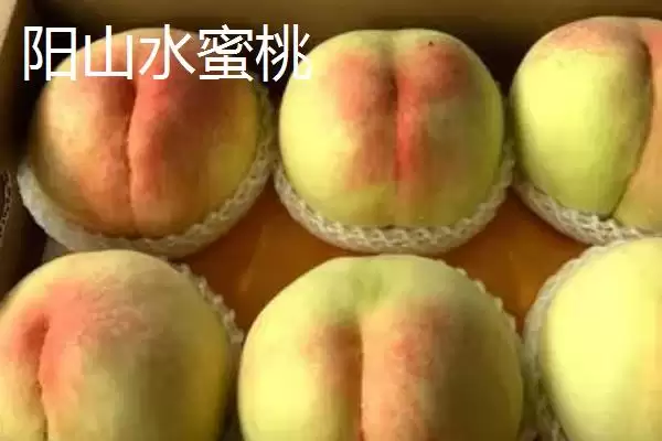 金秋红蜜桃等成熟时间 (金秋红蜜桃等桃子是否在 10 月成熟)插图8