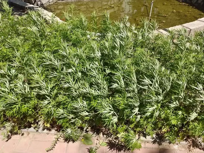 如何成功种植艾蒿, 有什么秘诀?-会东网