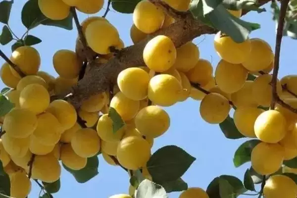 小白杏生长地域 (小白杏是否生长在天山脚下)插图3 小白杏生长地域 (小白杏是否生长在天山脚下)插图3