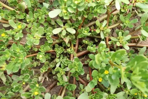 种植野菜利润因素 (种植野菜利润是否因品种等而异)插图6