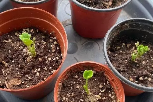 富贵花开寓意理解 (富贵花开是否寓意吉祥如意)插图2