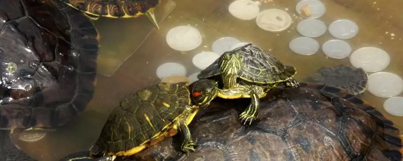 巴西龟应激反应 (巴西龟害怕时是否缩到龟壳)-会东网