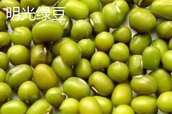 明光梅鱼地方特色 (明光梅鱼是否是当地佳肴)插图1