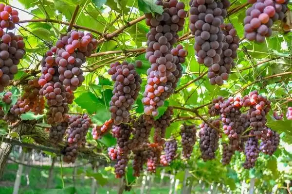 葡萄成熟时间段 (葡萄成熟期是否约在 7 – 10 月)插图1