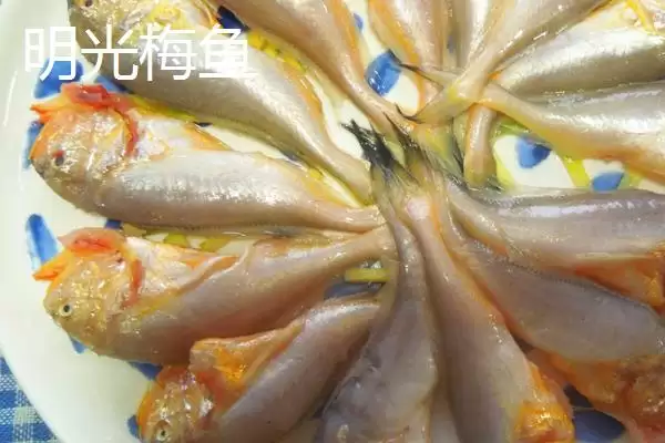明光梅鱼地方特色 (明光梅鱼是否是当地佳肴)插图3