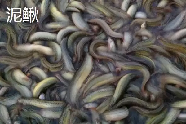 中华花鳅价格 (中华花鳅价格是否依市场而定)插图3