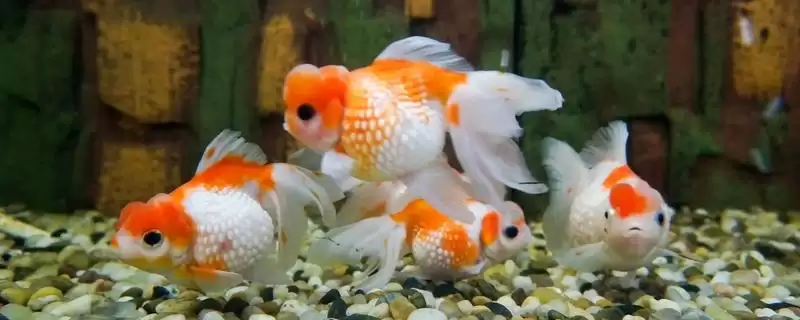 新手养金鱼品种选择 (新手养金鱼是否可选草金鱼等品种)插图 新手养金鱼品种选择 (新手养金鱼是否可选草金鱼等品种)插图