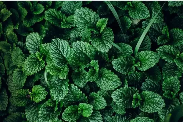 种植野菜利润因素 (种植野菜利润是否因品种等而异)插图2